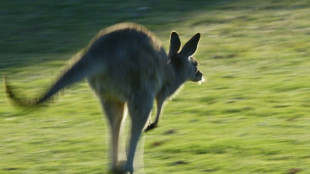 Australia investiga la matanza de 65 canguros
