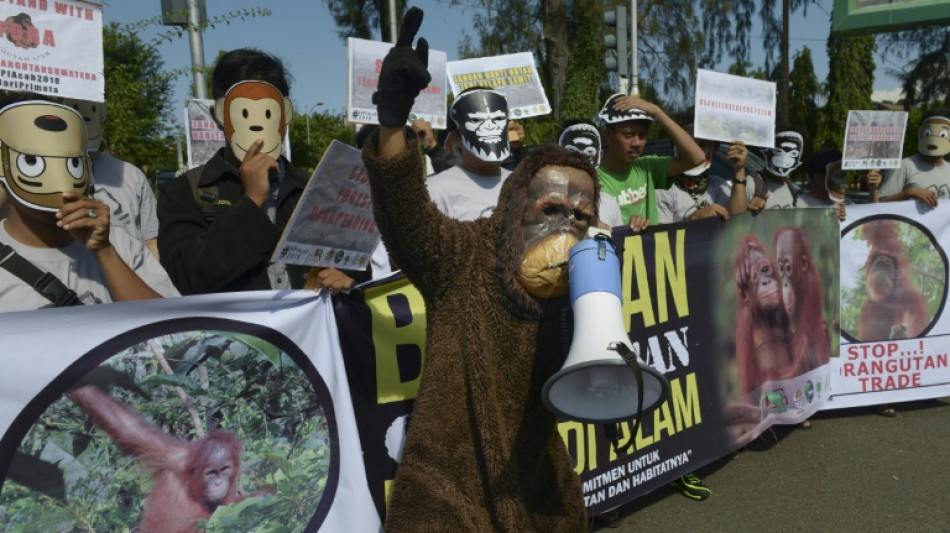 Bolivia e Indonesia encabezan la deforestación mundial, según un informe