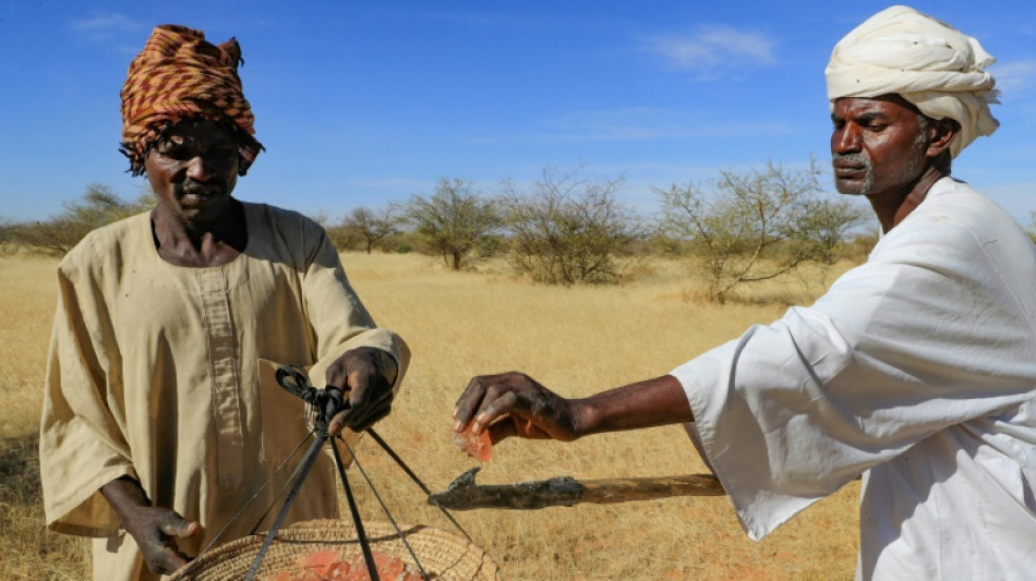 Sudan's prized gum trees ward off drought but workers wither