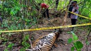 Hallados muertos tres tigres de Sumatra en trampas en Indonesia