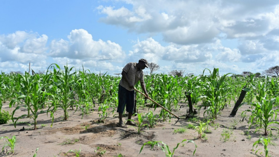 Kenyan court dismisses challenge over GM crops