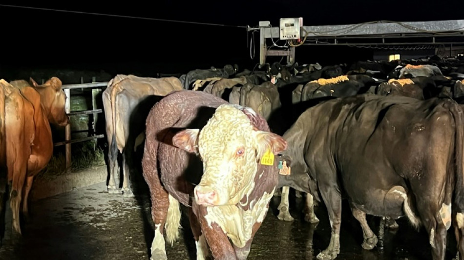 Stier wird Dutzende Kilometer von Fluss mitgerissen und überlebt Wasserfall