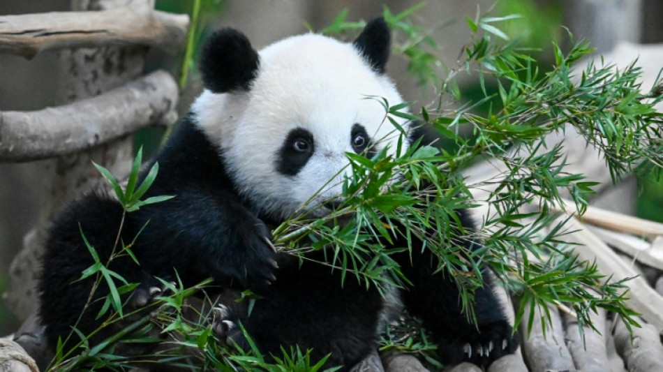 Tears as Malaysia-born panda cubs head to China