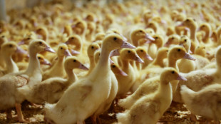 El foie gras, objeto de una batalla legal en Nueva York 