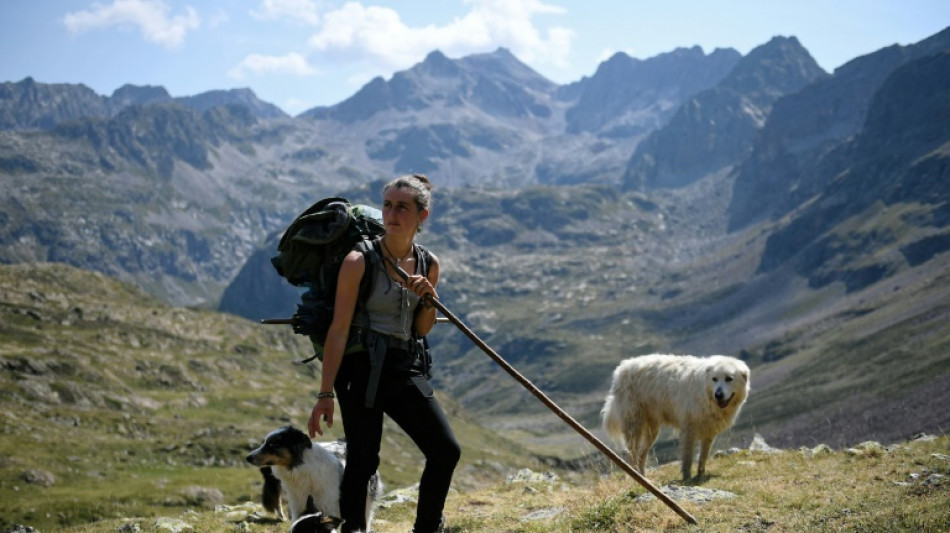 Bergère dans la solitude des Pyrénées, avec sa houlette et ses chiens