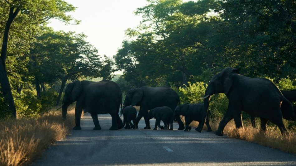 Zimbabwe's ballooning jumbo herds a growing threat to humans