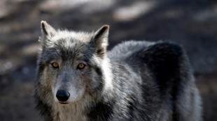 Like dogs, wolves recognize familiar human voices