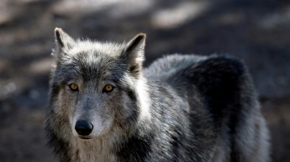 Nouveau plan loup: le gouvernement abat ses cartes lundi