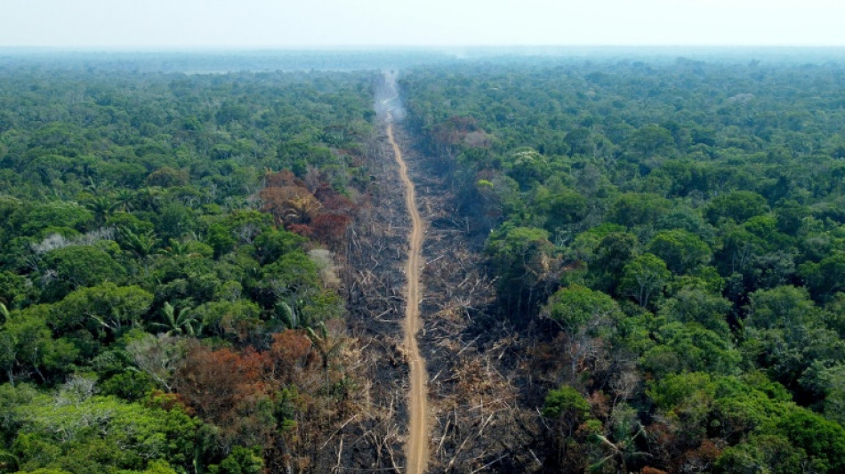 Worst-ever February rainforest data for Brazilian Amazon