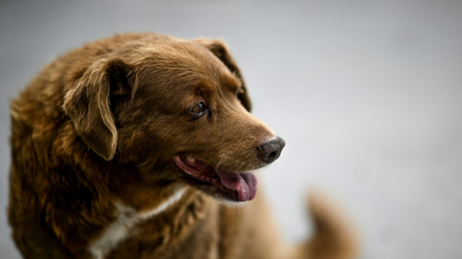 Bobi, known as the oldest dog in the world, dies aged 31