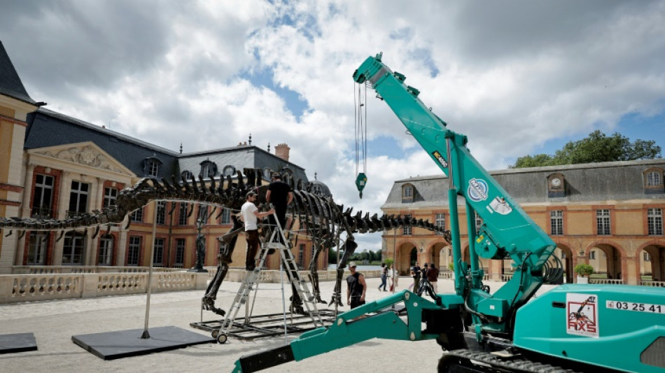 Se subastará en Francia el fósil del dinosaurio más grande jamás puesto a la venta