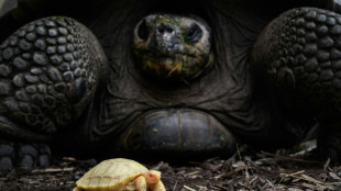 Rare albino Galapagos giant tortoise born in Swiss zoo