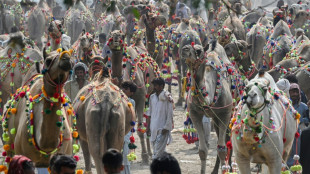 Au Pakistan, l'inflation galope et les acheteurs de chameaux sont rares avant l'Aïd