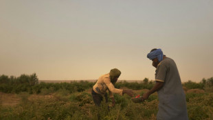 In the heart of Mauritania's desert, a green oasis cultivates equality