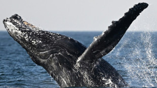 "Un espectáculo de danza": turistas se deleitan con las ballenas en Rio