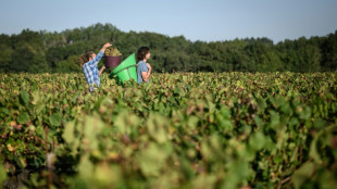 Como cóctel o enlatado: nuevos métodos en Francia para vender vino