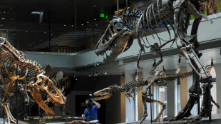 Des enfants américains découvrent un jeune tyrannosaure en se promenant