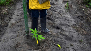 In Brazil, an Amazon reforestation project seeks to redeem carbon markets