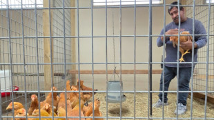 A falta de huevos, estadounidenses crían gallinas en casa para abastecerse