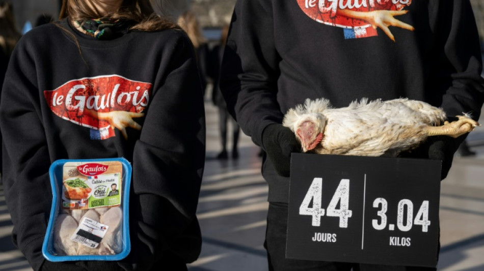 Conditions d'élevage: l'association L214 assignée en référé par le groupe LDC (Le Gaulois)