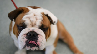 English bulldogs 'suffering', twice at risk of health issues