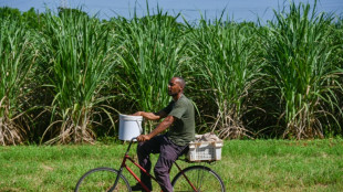 Cuba: faute de main d'oeuvre, le secteur sucrier fait appel à des prisonniers