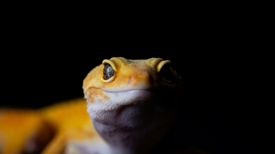 Gecko ist Zootier des Jahres 2024