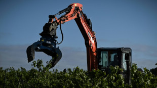 Entre "peste et choléra", Bordeaux se résigne à arracher ses vignes