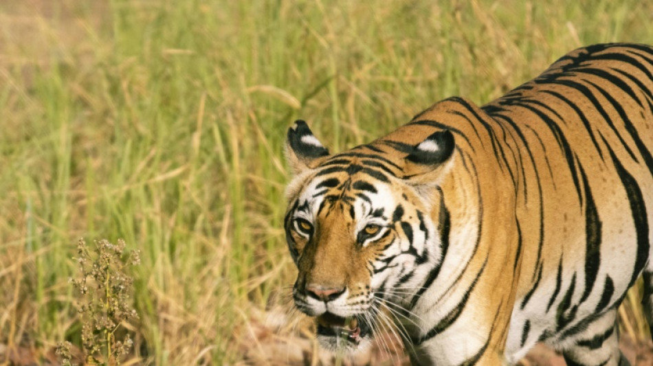 AI of the tiger: Tiny camera 'protects' predator -- and people