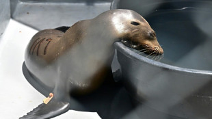 Marine animal poisonings overwhelm California volunteers