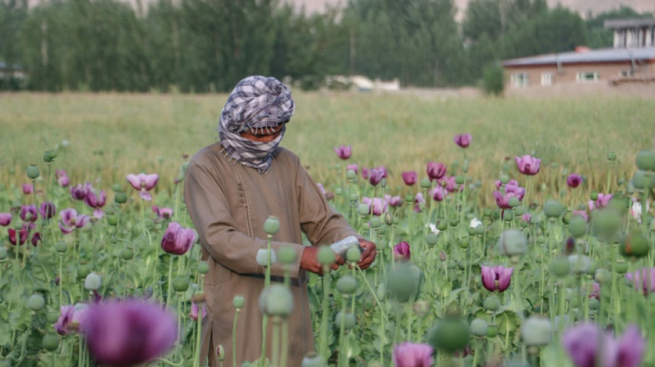 Afghanistan poppy cultivation grows 19 percent despite ban: UN