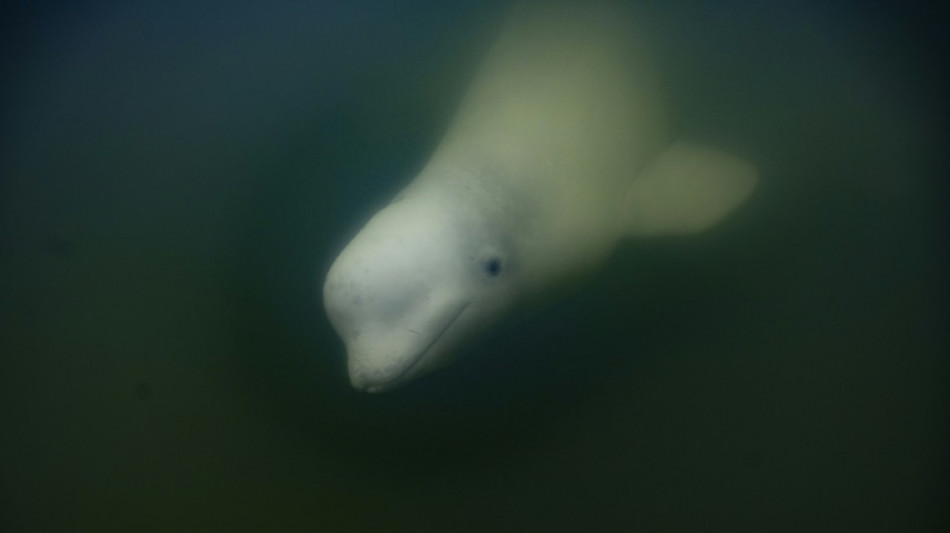 La bahía de Hudson en Canadá, refugio estival para miles de belugas