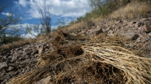 Invasive firestarter: How non-native grasses turned Hawaii into a tinderbox