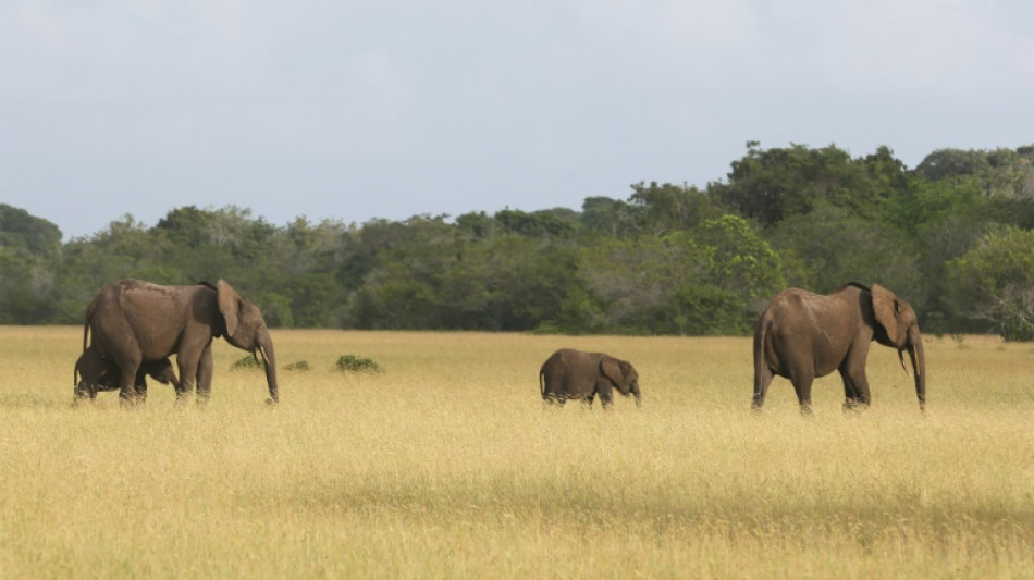 Time to put monetary value on conservation, says Gabon