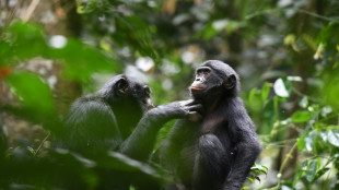 Good neighbors: Bonobo study offers clues into early human alliances