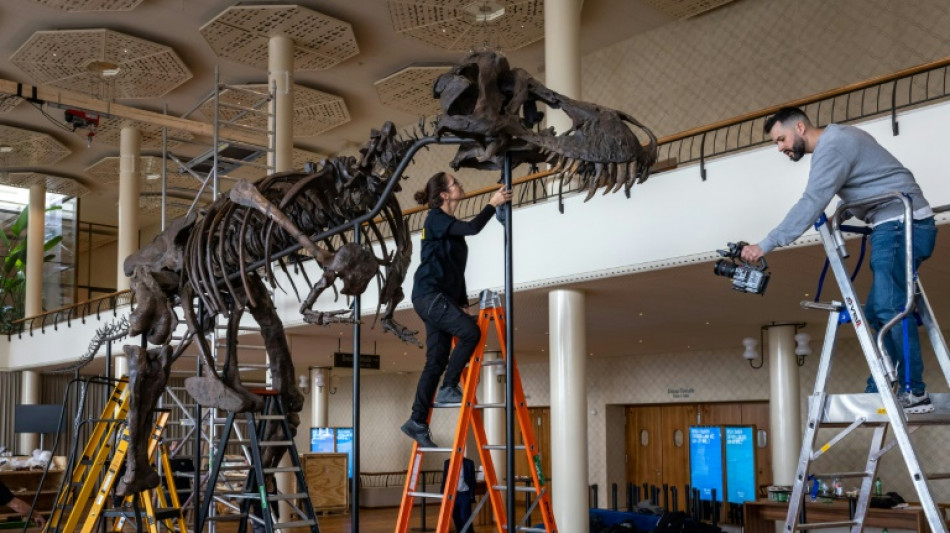 Trinity the T-Rex bought by art foundation, to go on show in Antwerp