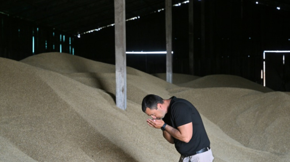 'No way out': Ukraine farmers lament collapse of grain deal