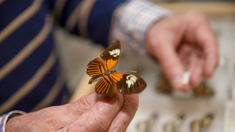 La 'farfalla amazzonica è prodotto di ibridi'