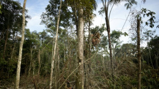 La deforestación en Colombia repunta en 2024 tras registrar mínimos históricos