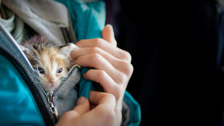 Polizisten legen sich in Bremerhaven für trächtige Katze ins Zeug