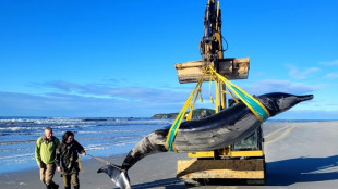 Dissection d'un spécimen rare de baleine en Nouvelle-Zélande