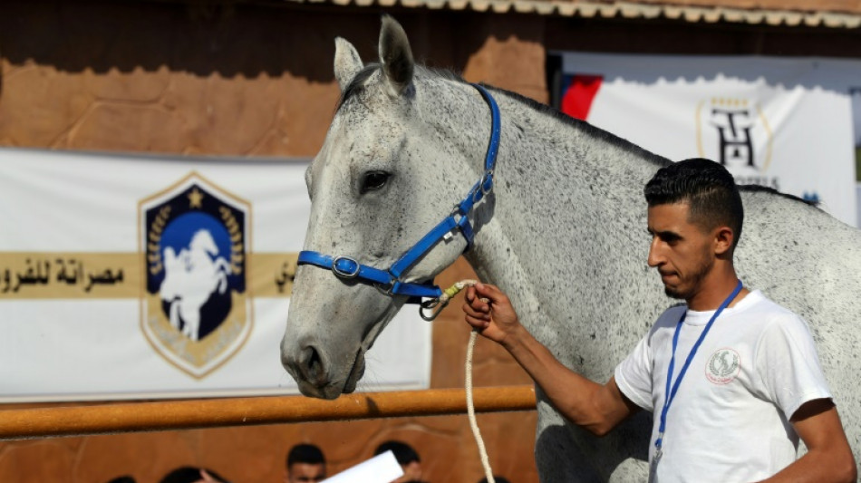 Auction gathers horse-lovers from across divided Libya