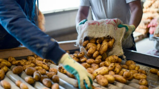 Kartoffelbauern warnen vor starker Verbreitung von Kraut- und Knollenfäule