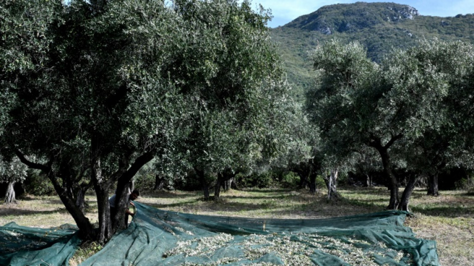 Italy's olive growers lament poor harvests from extreme weather