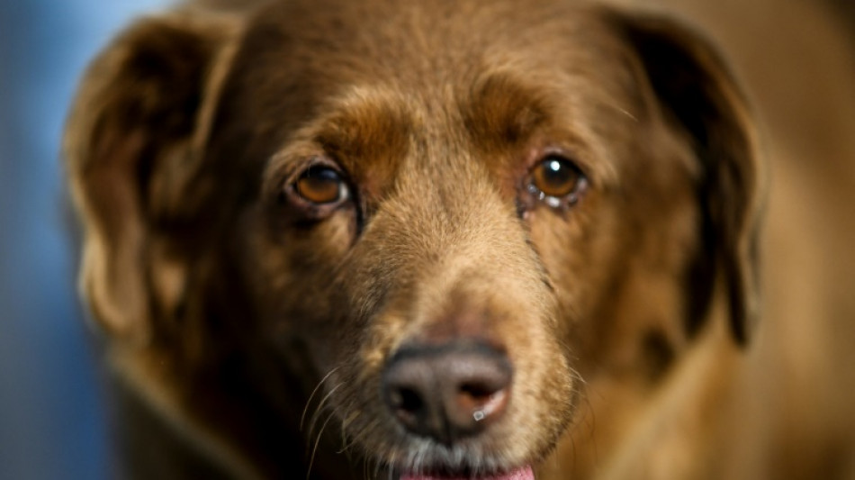 Cão mais velho do mundo morre aos 31 anos em Portugal