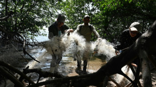 Discarded plastic blights Honduran mangrove island