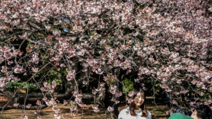 Cerezos en flor de Tokio tienen nuevo récord de inicio temprano