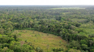 Floresta amazônica se torna 'refém' dos guerrilheiros em negociações na Colômbia