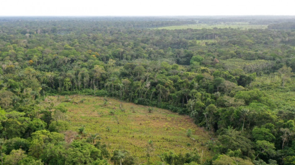 La forêt amazonienne, arme de pression de la guérilla en Colombie