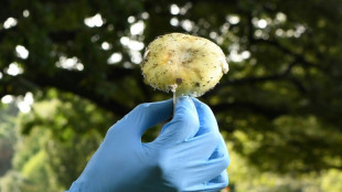 Australian woman arrested in lethal mushroom mystery